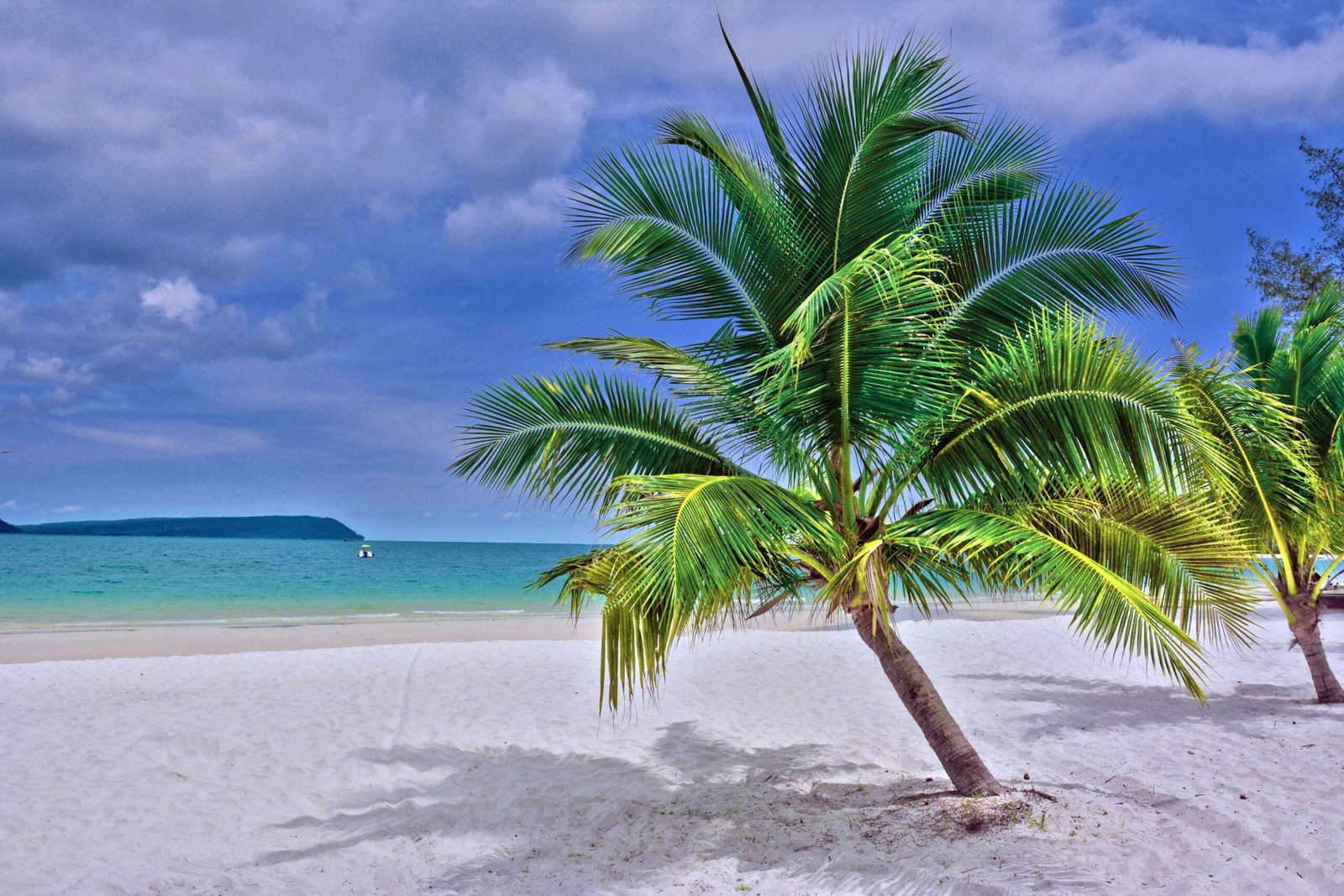 green palm tree on white sand beach during daytime